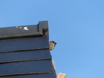 FZ003674 House Sparrow (Passer domesticus) underneath slate roof tiles.jpg